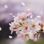 淋しいけれど・・・🌸