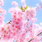 【広島県府中市 リノベーション完成】空き家が新たに蘇る!断熱改修で快適な環境を実現。家族のだんらんとプライベート空間も重視したリノベーション